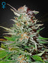 Green House Seeds-Super Lemon Haze Auto