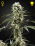 Green House Seeds-Super Lemon Haze