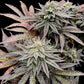 Super Menthol Haze