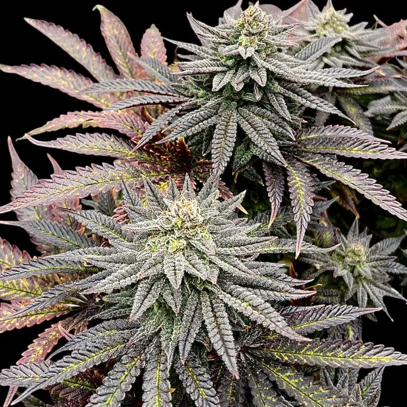 Super Menthol Haze