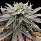 Super Menthol Haze
