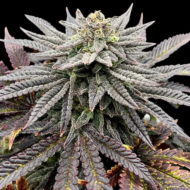 Super Menthol Haze