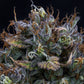 Mephisto Genetics-Super Orange Haze