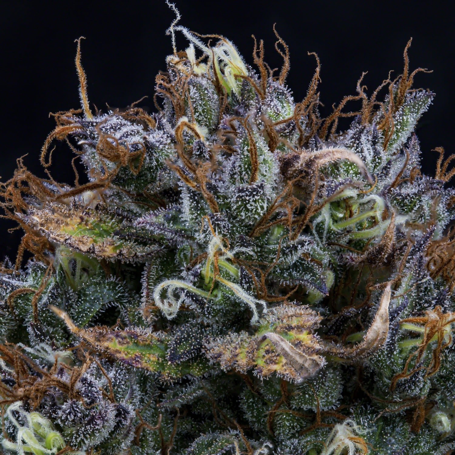 Mephisto Genetics-Super Orange Haze