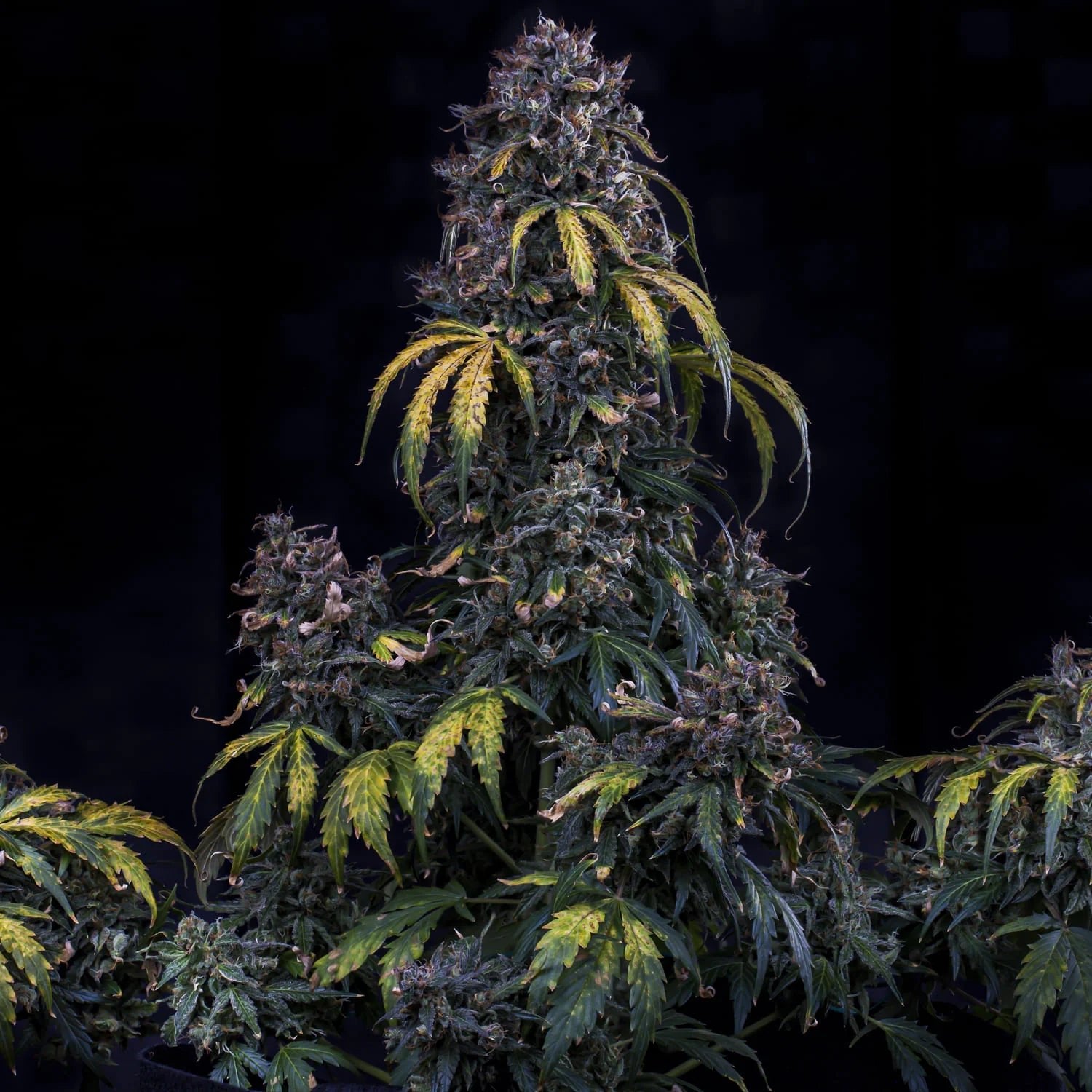 Mephisto Genetics-Super Orange Haze
