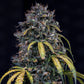 Mephisto Genetics-Super Orange Haze