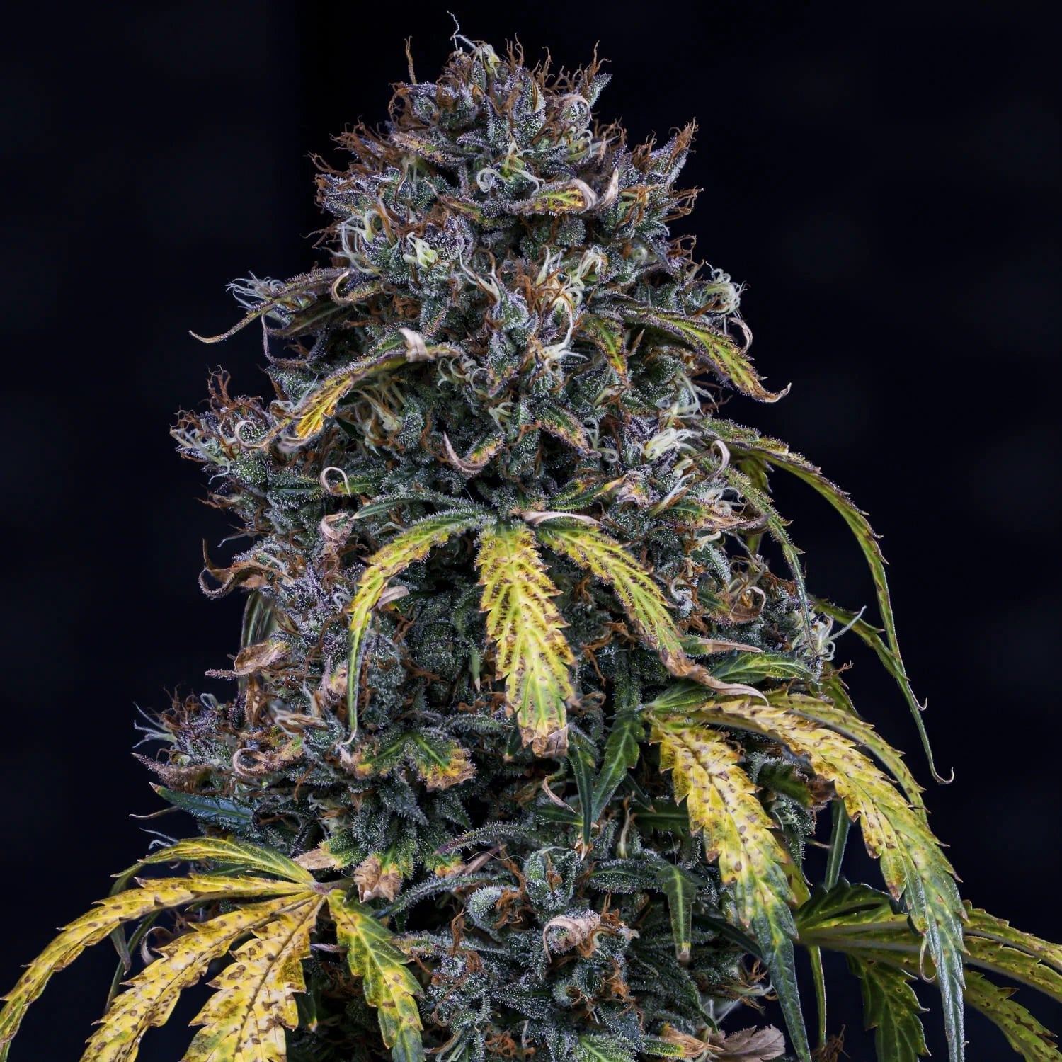 Mephisto Genetics-Super Orange Haze
