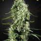 Green House Seeds-Super Silver Haze