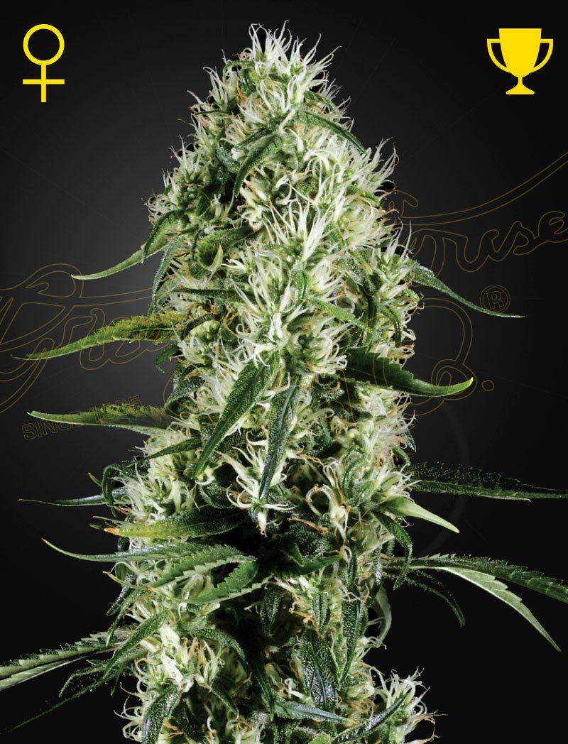 Green House Seeds-Super Silver Haze
