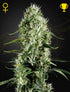 Green House Seeds-Super Silver Haze