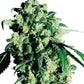 Super Skunk - Cannaseuse - Curated Genetics - Sensi Seeds