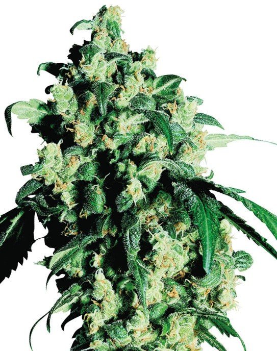 Super Skunk - Cannaseuse - Curated Genetics - Sensi Seeds