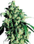 Super Skunk - Cannaseuse - Curated Genetics - Sensi Seeds