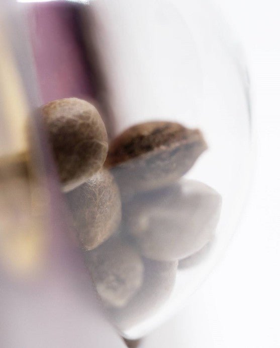 Super Skunk - Cannaseuse - Curated Genetics - Sensi Seeds