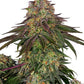 Sensi Seeds-Sweet Cherry Kush