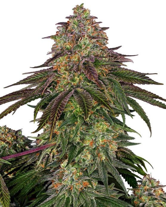 Sensi Seeds-Sweet Cherry Kush