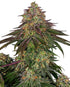 Sensi Seeds-Sweet Cherry Kush