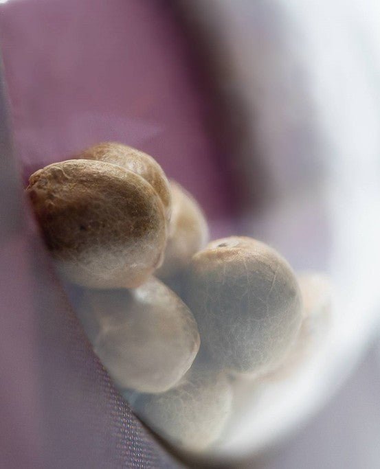 Sensi Seeds-Sweet Cherry Kush
