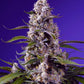 Sweet Seeds-Banana Cream Cake XL Auto®