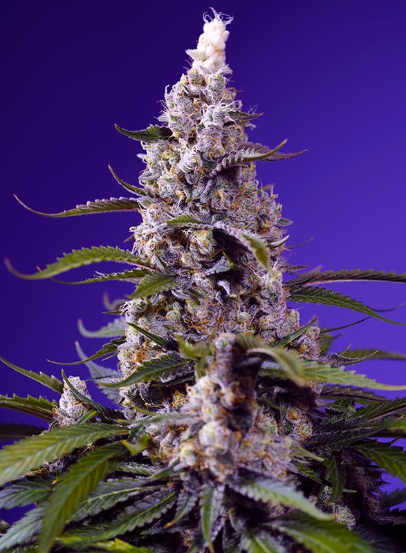 Sweet Seeds-Banana Cream Cake XL Auto®