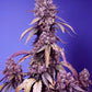 Sweet Seeds-Black Muffin F1 Fast Version®