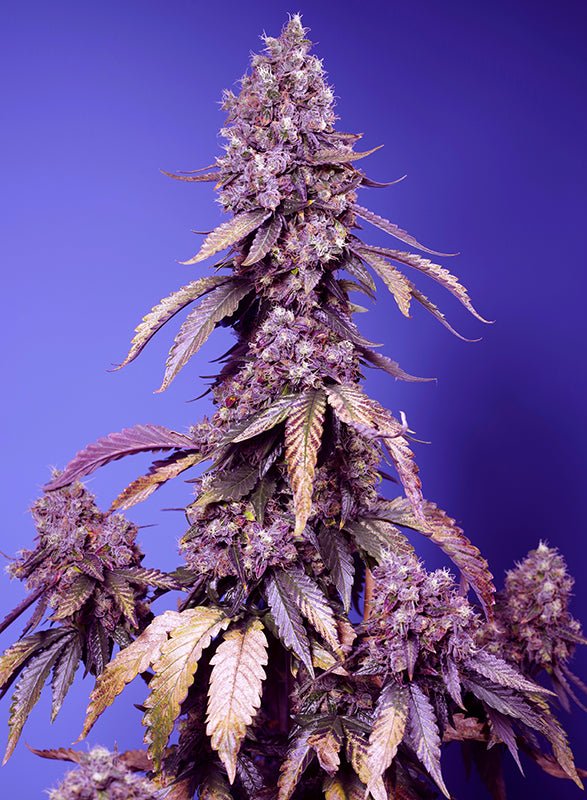 Sweet Seeds-Black Muffin F1 Fast Version®