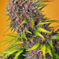 Sweet Seeds-Diablo Rojo XL Auto