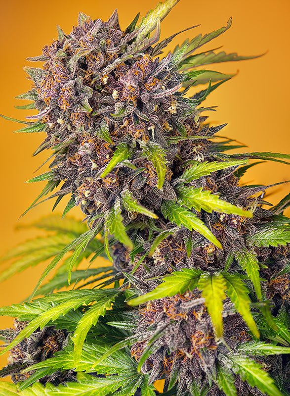 Sweet Seeds-Diablo Rojo XL Auto