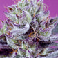 Sweet Seeds-Diablo’s Delight XL Auto®