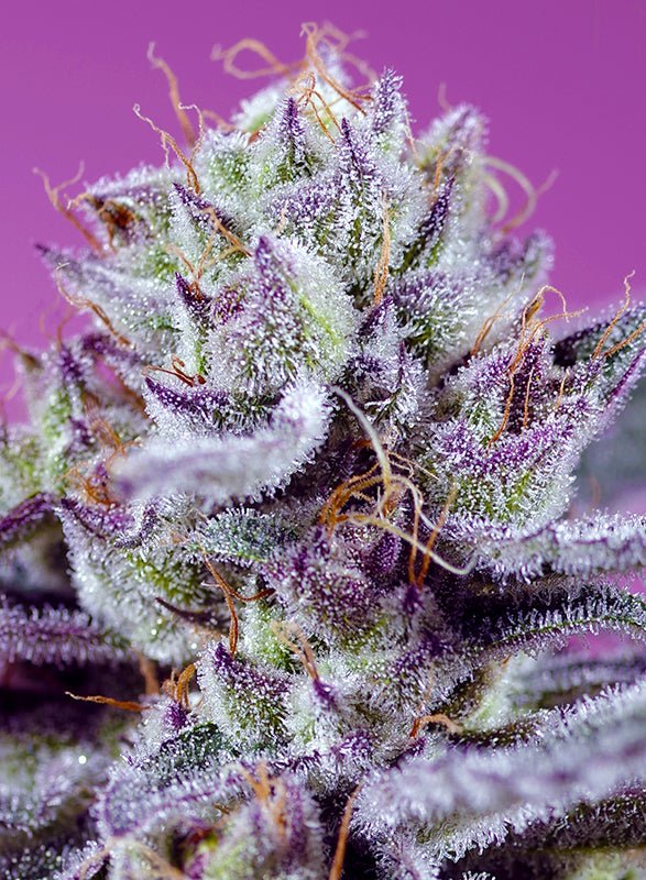 Sweet Seeds-Diablo’s Delight XL Auto®