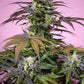 Sweet Seeds-Gelonade®