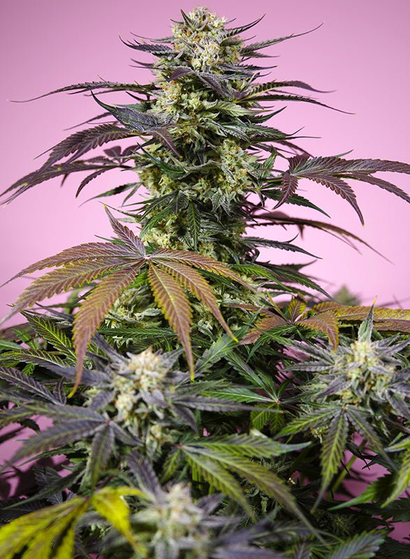 Sweet Seeds-Gelonade®