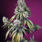 Sweet Seeds-Jealousy Z XL Auto®
