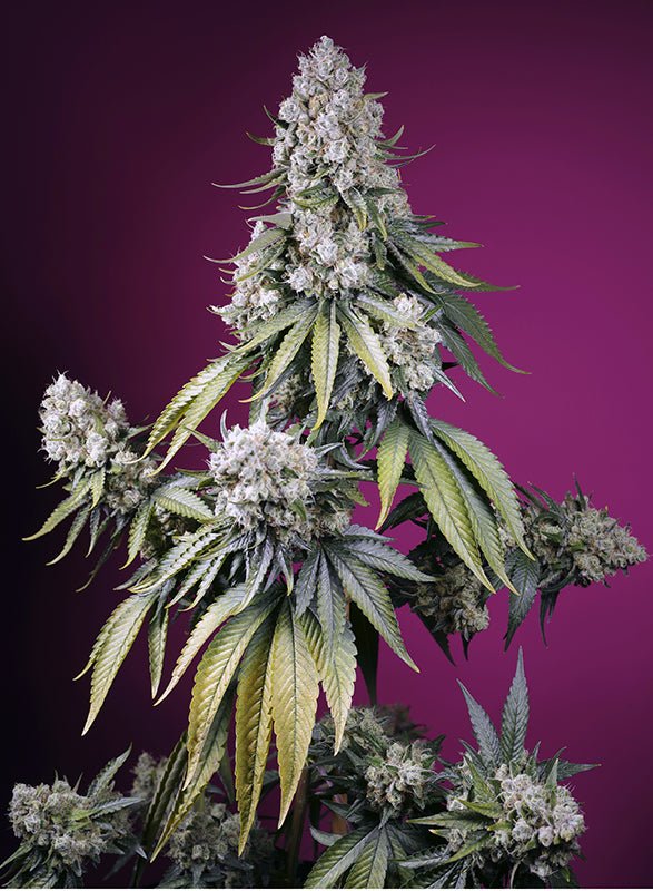 Sweet Seeds-Jealousy Z XL Auto®