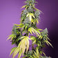 Sweet Seeds-Jet Fuel Mandarine XL Auto®