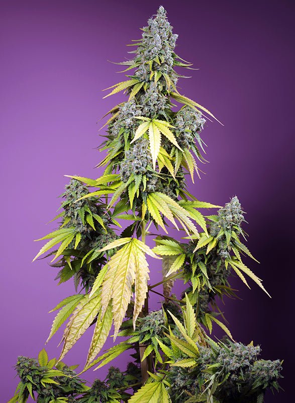 Sweet Seeds-Jet Fuel Mandarine XL Auto®