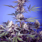 Sweet Seeds-Mental Rainbow F1 Fast Version®
