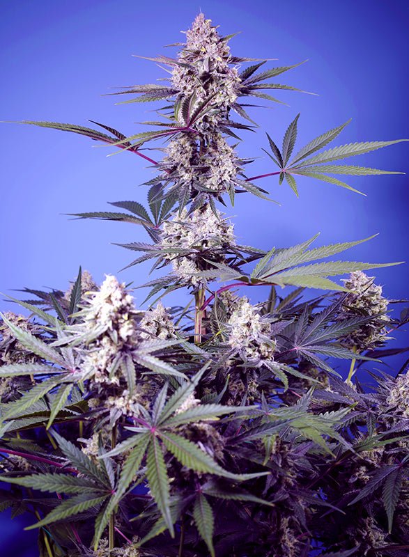 Sweet Seeds-Mental Rainbow F1 Fast Version®