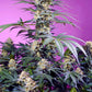 Sweet Seeds-Monster Maker®