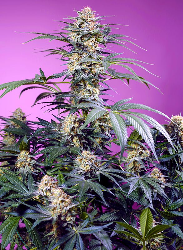 Sweet Seeds-Monster Maker®