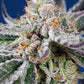 Sweet Seeds-Orange Apricot Glue XL Auto®