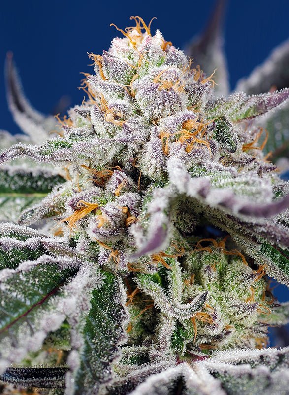 Sweet Seeds-Orange Apricot Glue XL Auto®