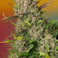 Sweet Seeds-Papaya Zoap Auto®