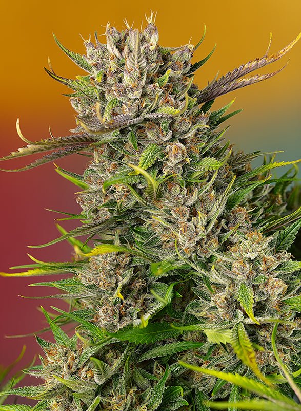 Sweet Seeds-Papaya Zoap Auto®