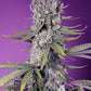 Sweet Seeds-Papaya Zoap F1 Fast Version®