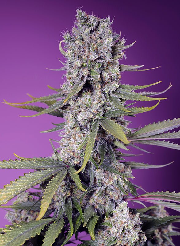 Sweet Seeds-Papaya Zoap F1 Fast Version®
