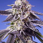 Sweet Seeds-Permanent Jealousy XL Auto®
