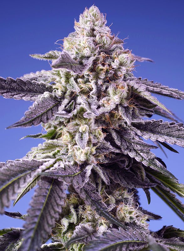 Sweet Seeds-Permanent Jealousy XL Auto®