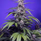 Sweet Seeds-Permanent Marker XL Auto®