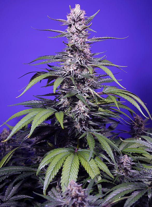 Sweet Seeds-Permanent Marker XL Auto®